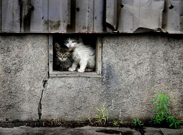 Минстрой утвердил размеры подвальных окон в домах для доступа животных